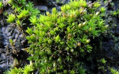 Orthotrichum cucullatum