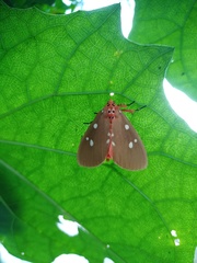 Tinolius eburneigutta