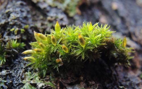 Orthotrichum norrisii