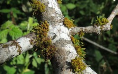 Orthotrichum columbicum