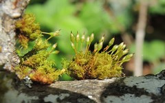 Orthotrichum columbicum
