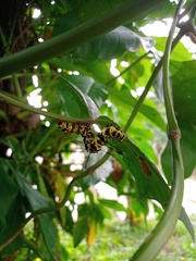 Tinolius eburneigutta