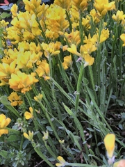 Genista sagittalis