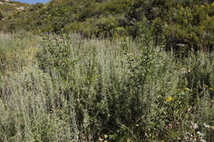 Artemisia afra