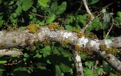 Orthotrichum columbicum