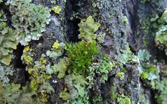 Orthotrichum schimperi