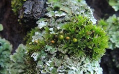 Orthotrichum schimperi