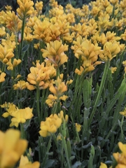 Genista sagittalis