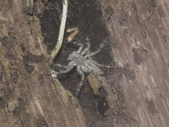 Phaeacius fimbriatus