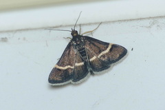 Pyrausta cingulata
