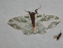 Victoria fuscithorax