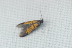 Schiffermuelleria schaefferella