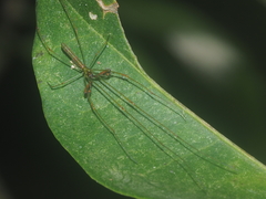 Tetragnatha hasselti