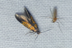 Schiffermuelleria schaefferella