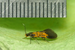 Schiffermuelleria schaefferella