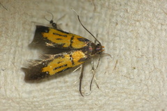 Schiffermuelleria schaefferella