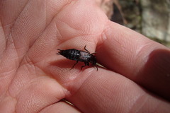Antimerus punctipennis