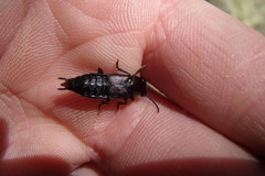 Antimerus punctipennis