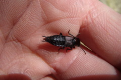 Antimerus punctipennis