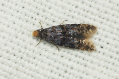 Stenoptinea cyaneimarmorella