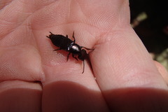 Antimerus punctipennis