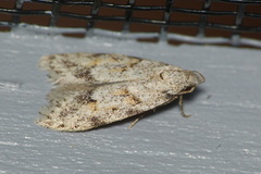 Symmoca signatella