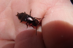 Antimerus punctipennis