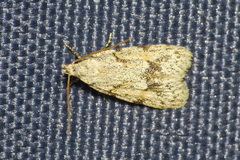 Symmoca signatella