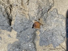 Sipunculus robustus