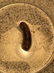 Sipunculus robustus