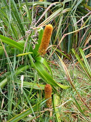 Bulbinella rossii