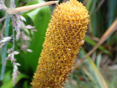 Bulbinella rossii