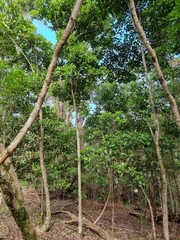 Acronychia wilcoxiana