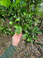 Acronychia wilcoxiana