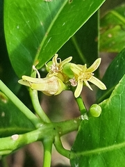 Acronychia wilcoxiana