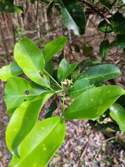 Acronychia wilcoxiana