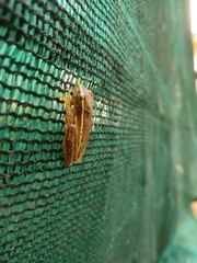 Rhacophorus lateralis