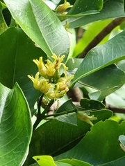 Acronychia wilcoxiana