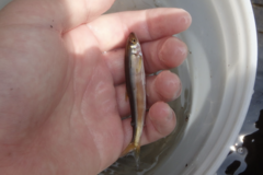 Plecoglossus altivelis