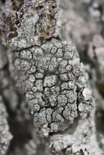 Pertusaria pertusa
