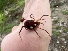 Erginulus roeweri