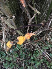 Fusicolla merismoides