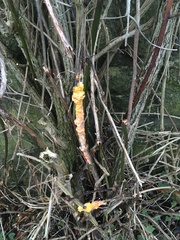 Fusicolla merismoides