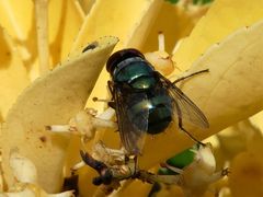 Chrysomya incisuralis