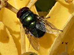 Chrysomya incisuralis