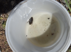 Hydrophilus acuminatus