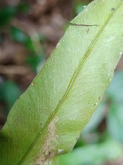 Taenitis blechnoides