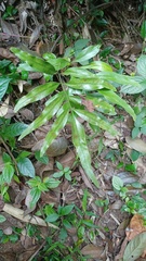 Taenitis blechnoides