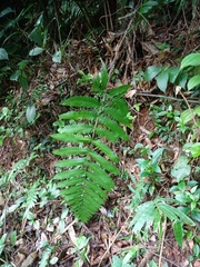 Pleocnemia irregularis