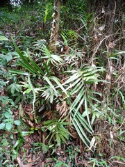 Taenitis blechnoides